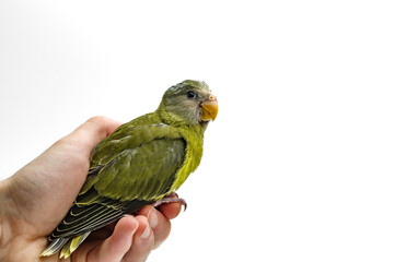 young plum-headed parakeet isolated on white background in human hand 