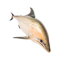 Dolphin isolated on transparent background