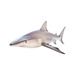 Naklejka premium Shark fish isolated on transparent background