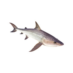 Fototapeta premium Shark fish isolated on transparent background