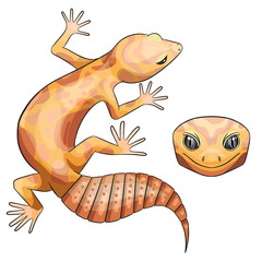 Vector illustration of an eublepharis. Leopard gecko tremper albino 