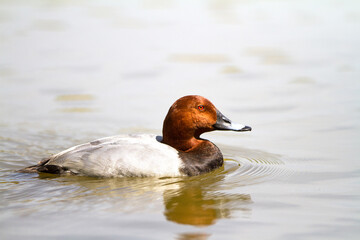 Pato nadando en Doñana