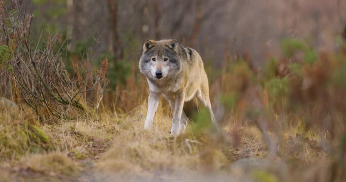 Wild male wolf walking in the grass in the forest