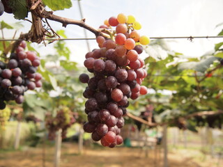 Local Grape Farm In Chaing Rai Thailand