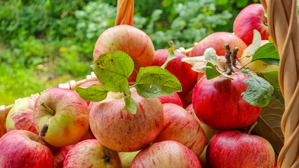 gardening, season, autumn and fruits concept - close up of wicker basket with ripe red apples and leaves on garden background. Harvest apples.Delicious fresh fruits.