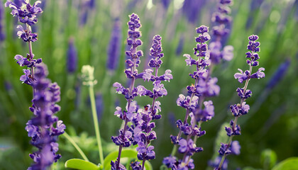 Naklejka premium a garden full of vibrant purple flowers
