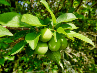 Close up of a bunch of green Mirabelle fruits (prunus domestica subsp. syriaca) before ripening to a red or yellow colour

