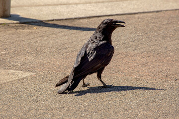 large Raven begging for food in Juneau Alaska