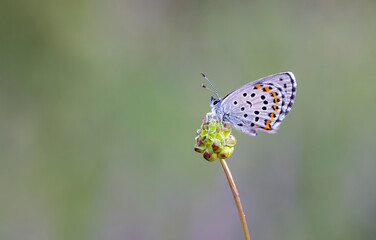 Bavius Blue butterfly (Rubrapterus bavius) on flower
