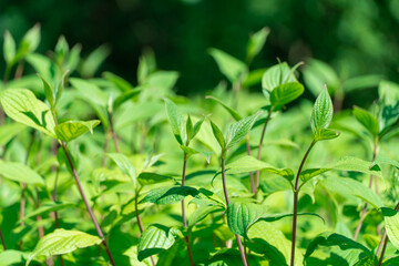 Fototapeta na wymiar Bush cornus alba with green leaves and red stems. Natural plant borders of siberian dogwood in landscape design. Bright juicy branches cornus sibirica grow in springtime. Wallpapers in green colors.