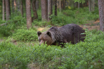 A lone wild brown bear also known as a grizzly bear (Ursus arctos) in an Estonia forest, walking through the forest sniffing the undergrowth for food