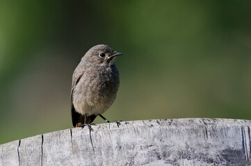 Phoenicurus ochruros aka black redstart baby is sitting on the wood in sunny spring morning. Isolated on blurred background.