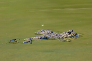 Bombina Variegata aka yellow-bellied toads is swimming on the pond surface. Threatened species of amphibian in Czech republic. Very loudly and constantly singing frog.