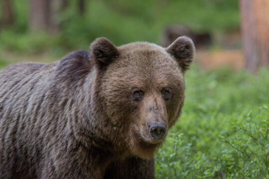 A lone wild brown bear also known as a grizzly bear (Ursus arctos) in an Estonia forest, Image shows close up portrait of a young bear looking at the camera 