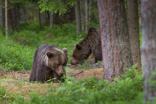 A pair wild brown bears also known as a grizzly bear (Ursus arctos) in an Estonia forest, Image shows both bears sniffing around the forest floor searching for food 