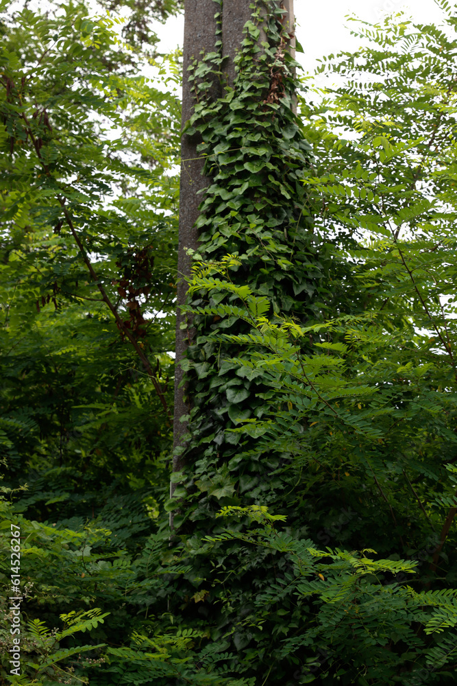 Poster vegetation in an urban forest