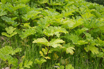 Hogweed grows in the fields.The plant is a weed.