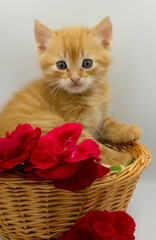 Fototapeta na wymiar red cat to flowers, kitten and flowers