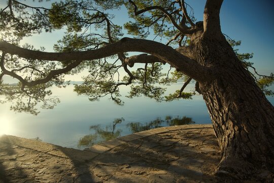 Arbol En El Puerto De Pollenca 