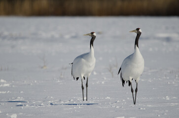 Pair of red-crowned cranes Grus japonensis in a snow-covered meadow. Akan International Crane Center. Kushiro. Hokkaido. Japan.