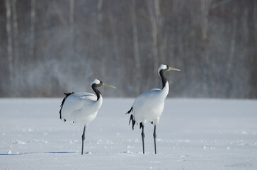Pair of red-crowned cranes Grus japonensis in a snow-covered meadow. Akan International Crane Center. Kushiro. Hokkaido. Japan.
