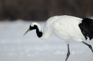 Red-crowned crane Grus japonensis walking. Akan International Crane Center. Kushiro. Hokkaido. Japan.