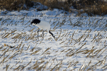 Red-crowned crane Grus japonensis feeding in a snow-covered meadow. Kushiro. Hokkaido. Japan.