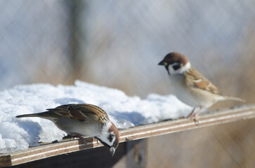 Eurasian tree sparrow Passer montanus saturatus looking down and another one in the background. Kushiro Japanese Crane Reserve. Hokkaido. Japan.