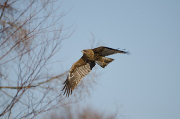 Black-eared kite Milvus migrans lineatus in flight. Kushiro Japanese Crane Reserve. Hokkaido. Japan.