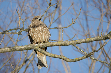 Black-eared kite Milvus migrans lineatus. Kushiro Japanese Crane Reserve. Hokkaido. Japan.