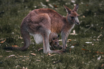 Naklejka na ściany i meble Kangaroo Mother and Baby in Pouch. Female red kangaroo in the wild. Australia, Queensland, new South wales.