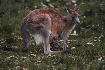 Selbstklebende Fototapeten Kangaroo Mother and Baby in Pouch. Female red kangaroo in the wild. Australia, Queensland, new South wales. © Mathias