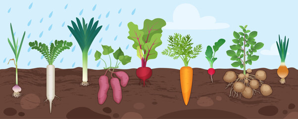 Root vegetables grow in garden soil, infographic underground diagram with plants vector illustration. Cartoon different tubers with leaf and root structure below ground level in poster background