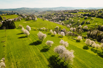 Spring Slovakia landscape. Nature fields with blooming cherries. Unique ecological land management. Polana region, Hrinova, Slovakia Europe. © Zedspider