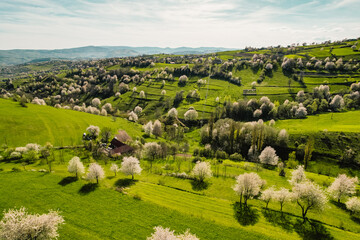 Spring Slovakia landscape. Nature fields with blooming cherries. Unique ecological land management. Polana region, Hrinova, Slovakia Europe. © Zedspider