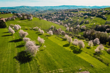 Spring Slovakia landscape. Nature fields with blooming cherries. Unique ecological land management. Polana region, Hrinova, Slovakia Europe. © Zedspider