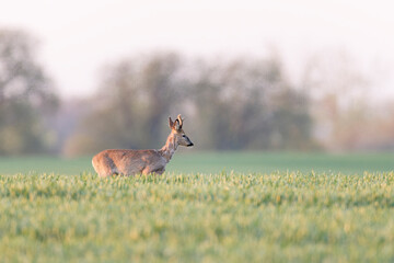 Roe deer walking on a green wheat field. 