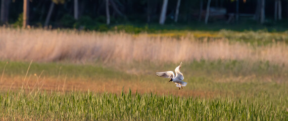 Fototapeta na wymiar seagull landing