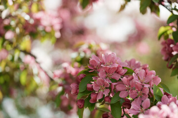 Apple tree blossom in late spring closeup