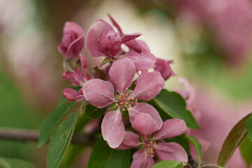 Obraz premium Apple tree blossom in late spring closeup