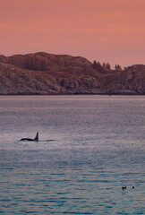 Wild killer whales in Lofoten islands, Norway
