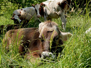 A Ligurian Cabannina cow grazing with other Ayrshire cows in a large pasture with fresh, lush grass - 614534074