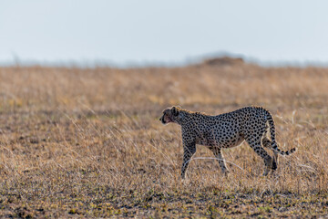 Wild cheetah in serengeti national park