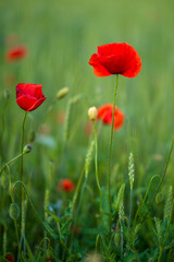 eine aufgeblühte Mohnblume auf einem Feld