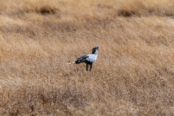 Wild birds in Serengeti National Park