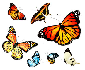 Obraz na płótnie Canvas Color butterflies as set, isolated on white
