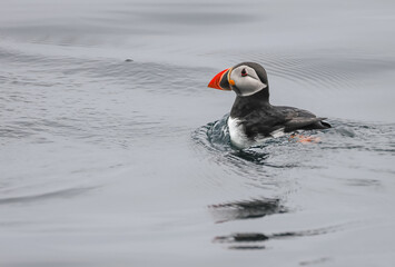 atlantic puffin or common puffin