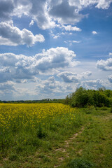 ein blühendes Rapsfeld vor blauem Himmel mit Wolken