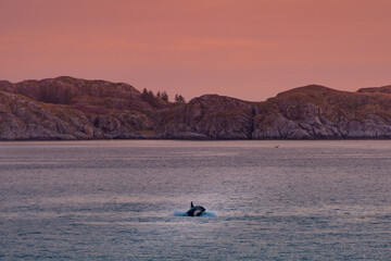 Wild killer whales in Lofoten islands, Norway