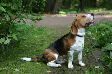 beagle dog closeup portrait on green grass background